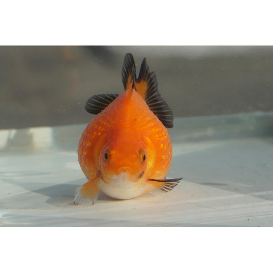 国産金魚 ピンポンパール トラ柄 全長約5 6cm 弥富産 一点物 341 やとみ金魚ファーム 通販 Yahoo ショッピング