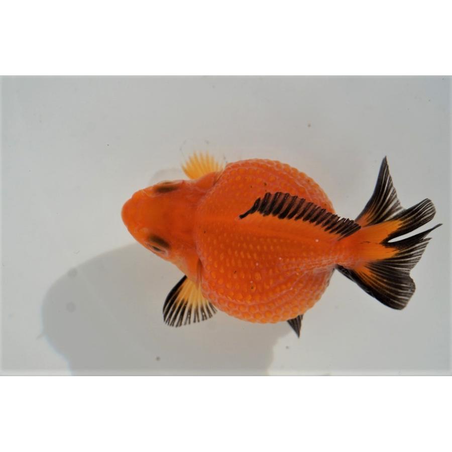 国産金魚 ピンポンパール トラ柄 全長約5 6cm 弥富産 一点物 341 やとみ金魚ファーム 通販 Yahoo ショッピング