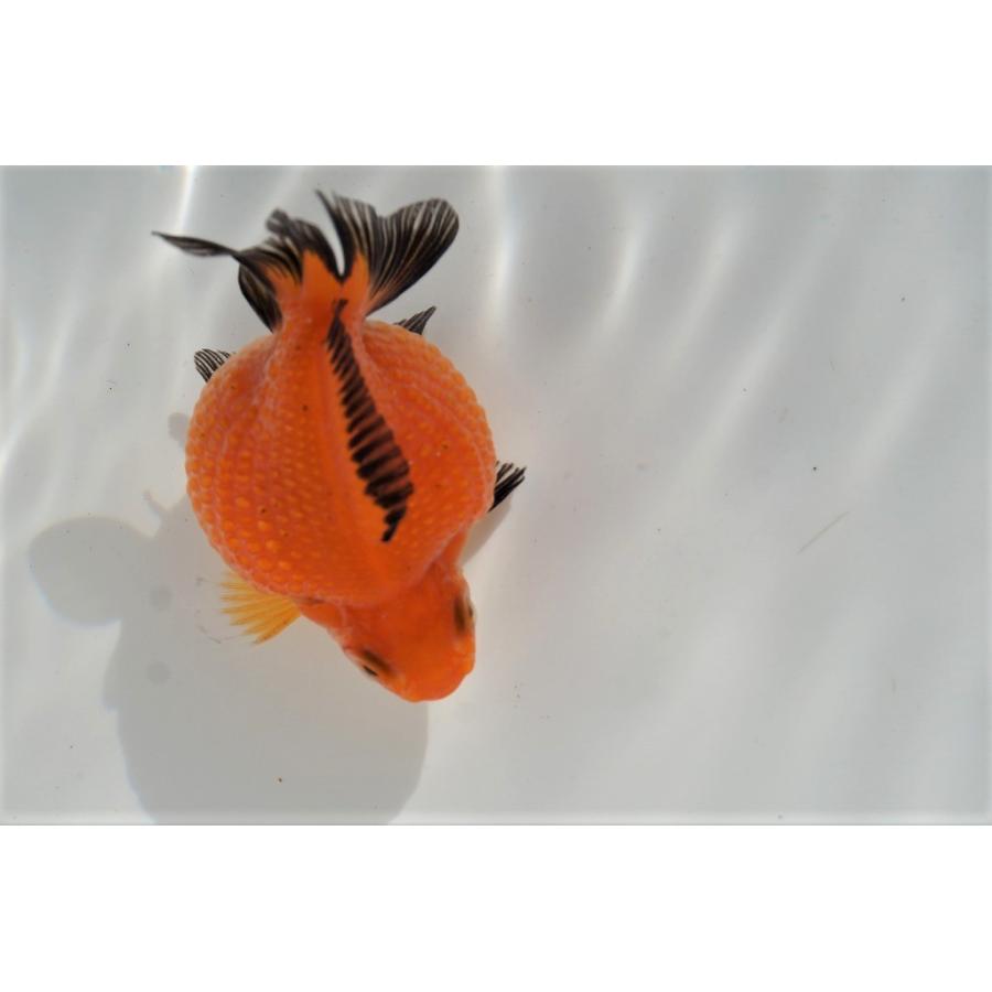 国産金魚 ピンポンパール トラ柄 全長約5 6cm 弥富産 一点物 341 やとみ金魚ファーム 通販 Yahoo ショッピング