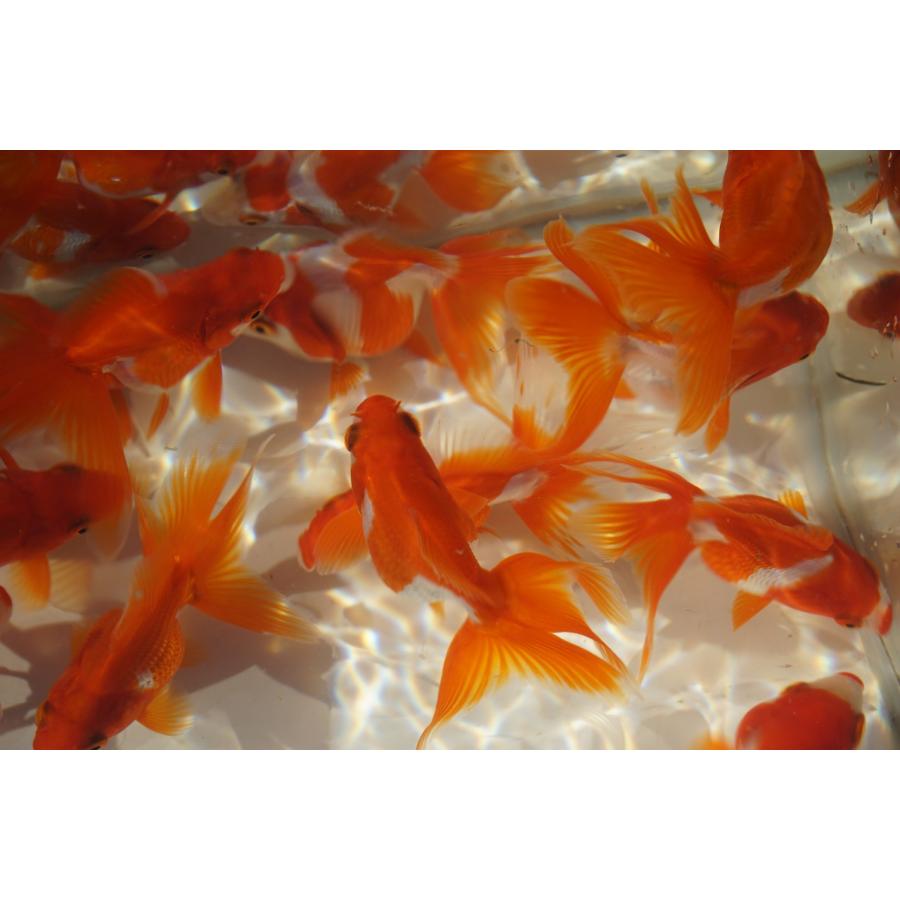 国産金魚 二才琉金 サラサ 2匹セット（全長約9cm）飯田・棚田氏 選り