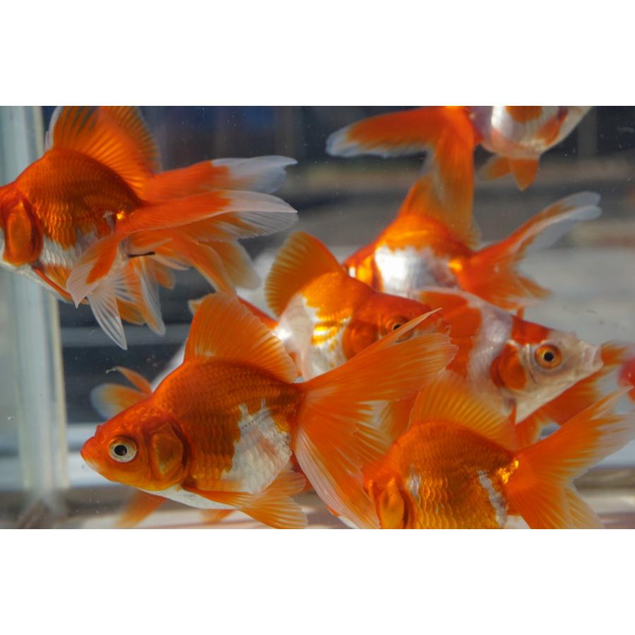 国産金魚 二才琉金 サラサ 2匹セット（全長約9cm）飯田・棚田氏 選り