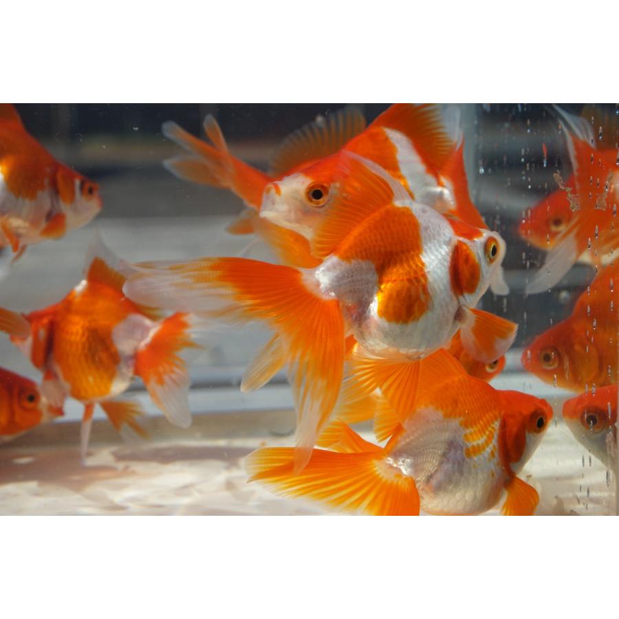 国産金魚 二才琉金 サラサ 2匹セット（全長約9cm）飯田・棚田氏 選り