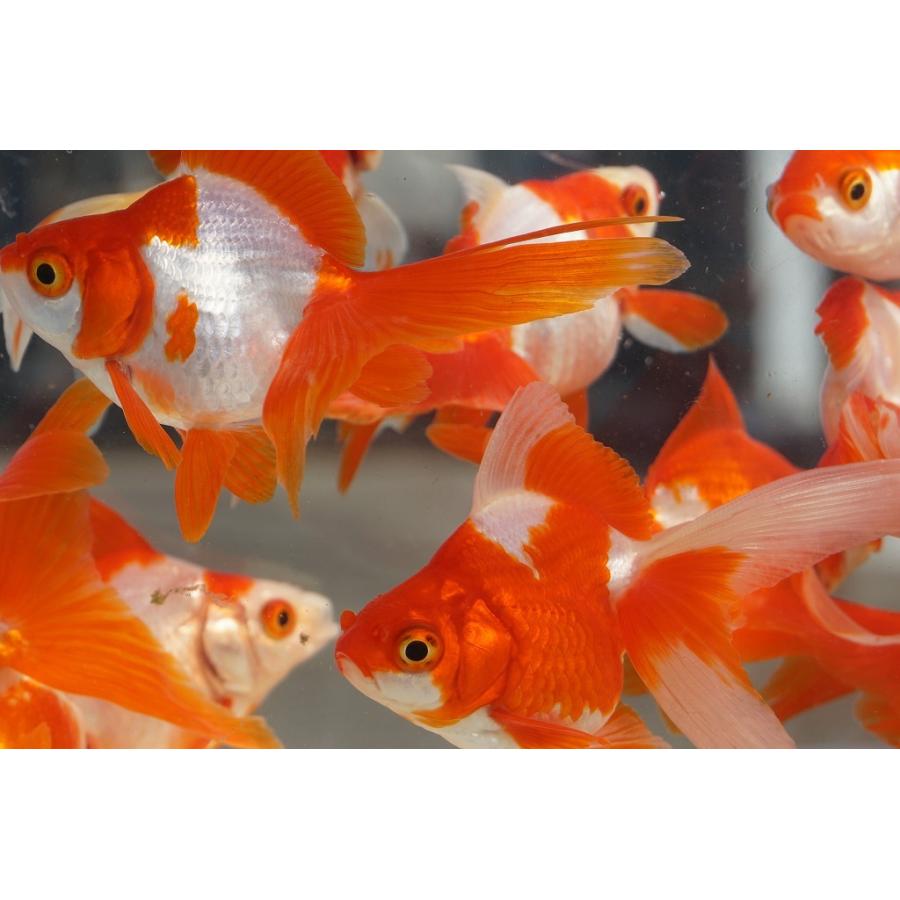 国産金魚 三才琉金 サラサ 2匹セット(全長約9cm)飯田・棚田氏 選りなし :358:やとみ金魚ファーム - 通販 - Yahoo!ショッピング 国産金魚 三才琉金 サラサ 2匹セット(全長約9cm)飯田・棚田氏 選りなし :358:やとみ金魚ファーム - 通販 - Yahoo!ショッピング