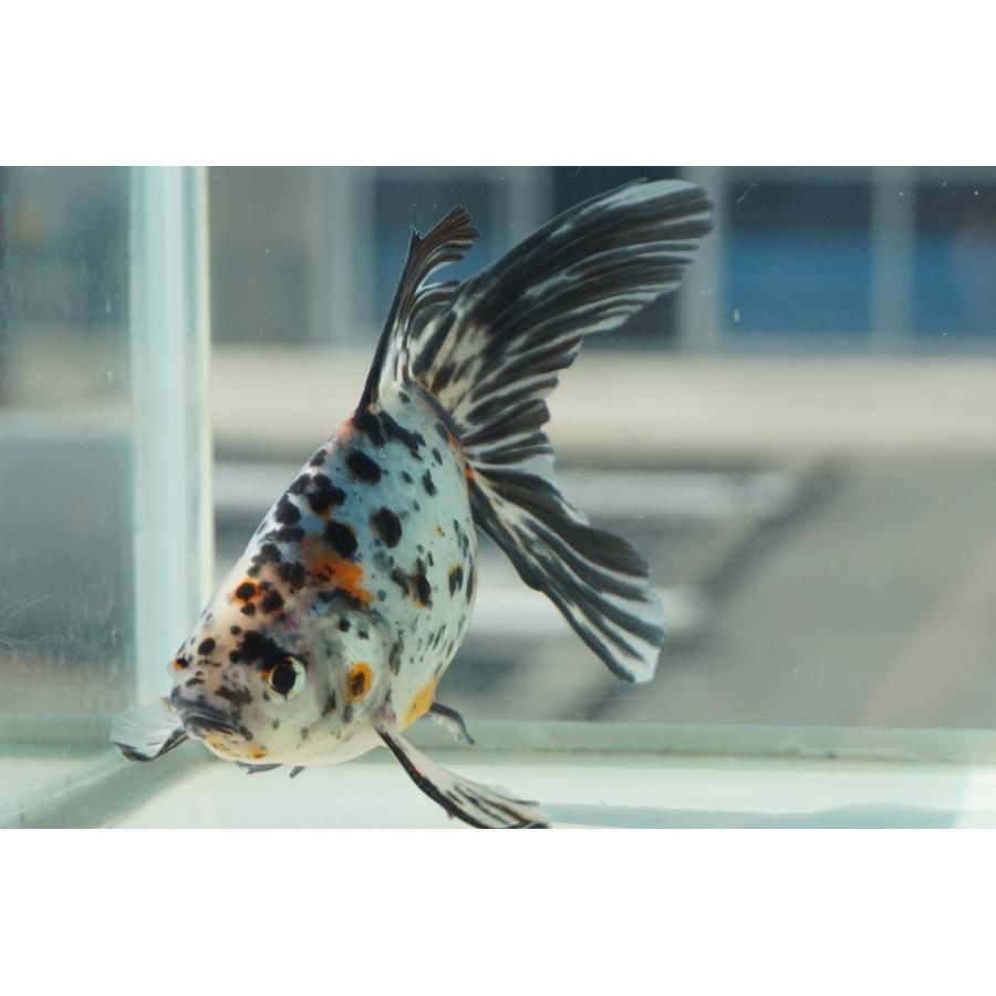 国産金魚 オーロラ 上 全長約16 17cm 埼玉 志村氏 オス 一点物 491 やとみ金魚ファーム 通販 Yahoo ショッピング