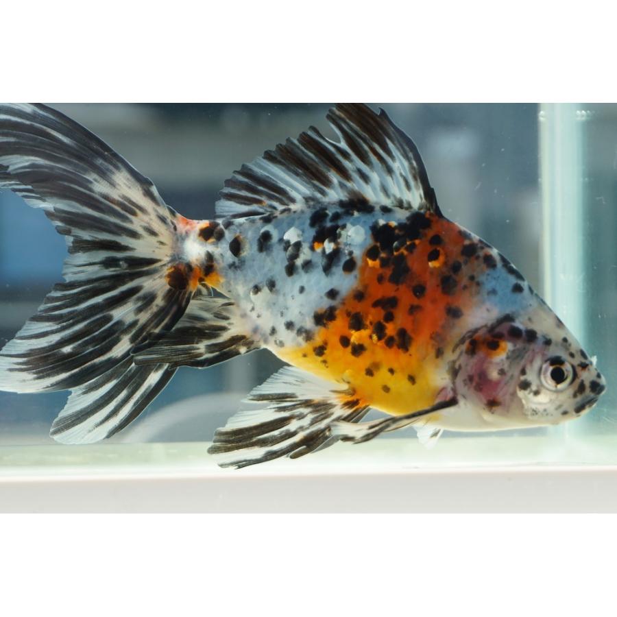 国産金魚 オーロラ 上 全長約16 17cm 埼玉 志村氏 オス 一点物 491 やとみ金魚ファーム 通販 Yahoo ショッピング