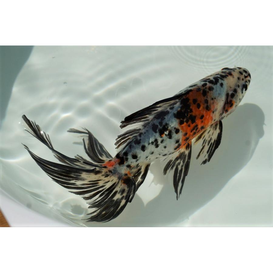 国産金魚 オーロラ 上 全長約16 17cm 埼玉 志村氏 オス 一点物 491 やとみ金魚ファーム 通販 Yahoo ショッピング