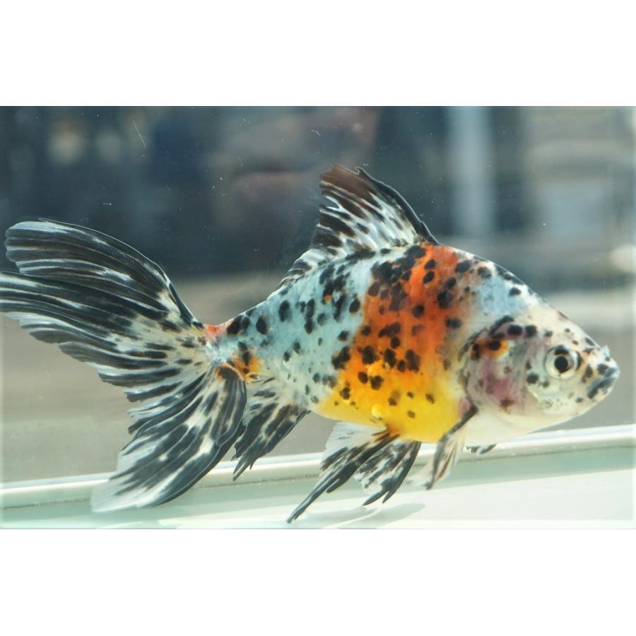 国産金魚 オーロラ 上 全長約16 17cm 埼玉 志村氏 オス 一点物 491 やとみ金魚ファーム 通販 Yahoo ショッピング