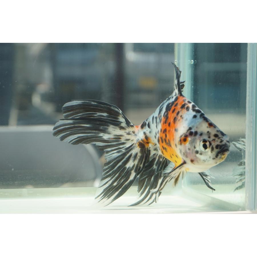 国産金魚 オーロラ 上 全長約16 17cm 埼玉 志村氏 オス 一点物 491 やとみ金魚ファーム 通販 Yahoo ショッピング