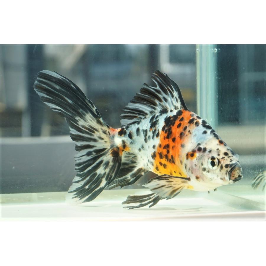 国産金魚 オーロラ 上 全長約16 17cm 埼玉 志村氏 オス 一点物 491 やとみ金魚ファーム 通販 Yahoo ショッピング