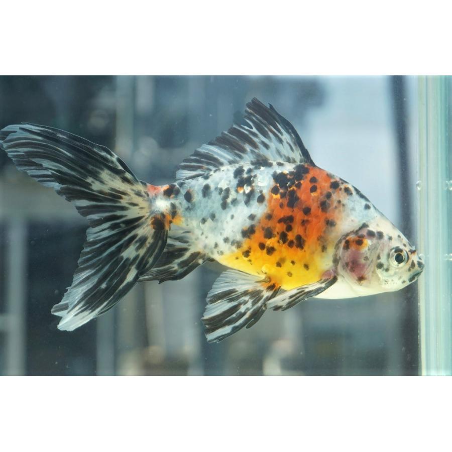 国産金魚 オーロラ 上 全長約16 17cm 埼玉 志村氏 オス 一点物 491 やとみ金魚ファーム 通販 Yahoo ショッピング