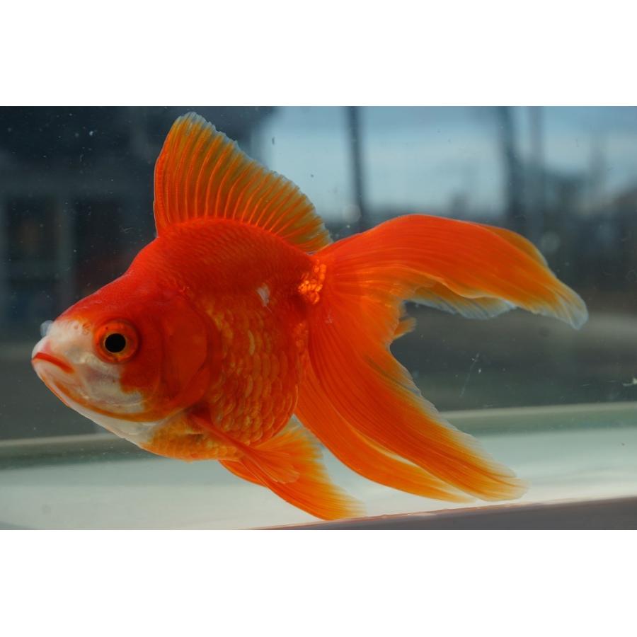 超美品 飯田 棚田産 琉金3歳 約11 13cm L 1匹