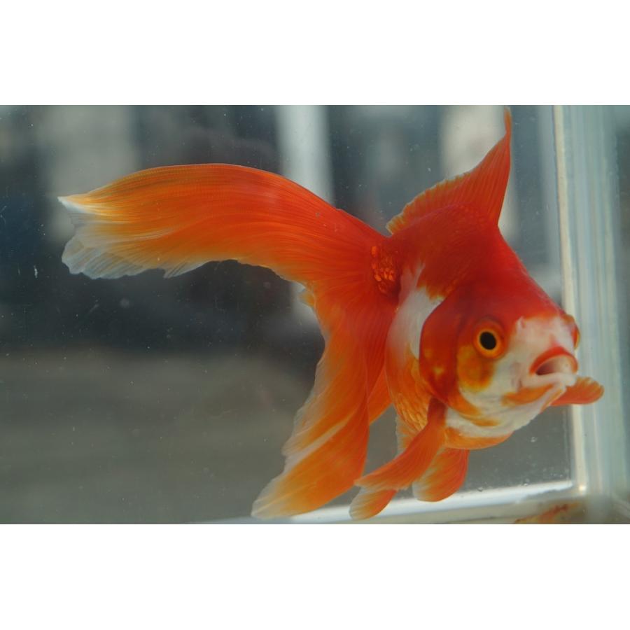 超美品 飯田 棚田産 琉金3歳 約11 13cm L 1匹