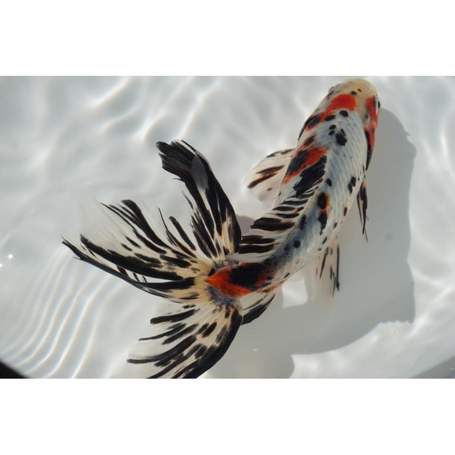 国産金魚 オーロラ 上 全長約16 17cm 埼玉 志村氏 オス 一点物 508 やとみ金魚ファーム 通販 Yahoo ショッピング