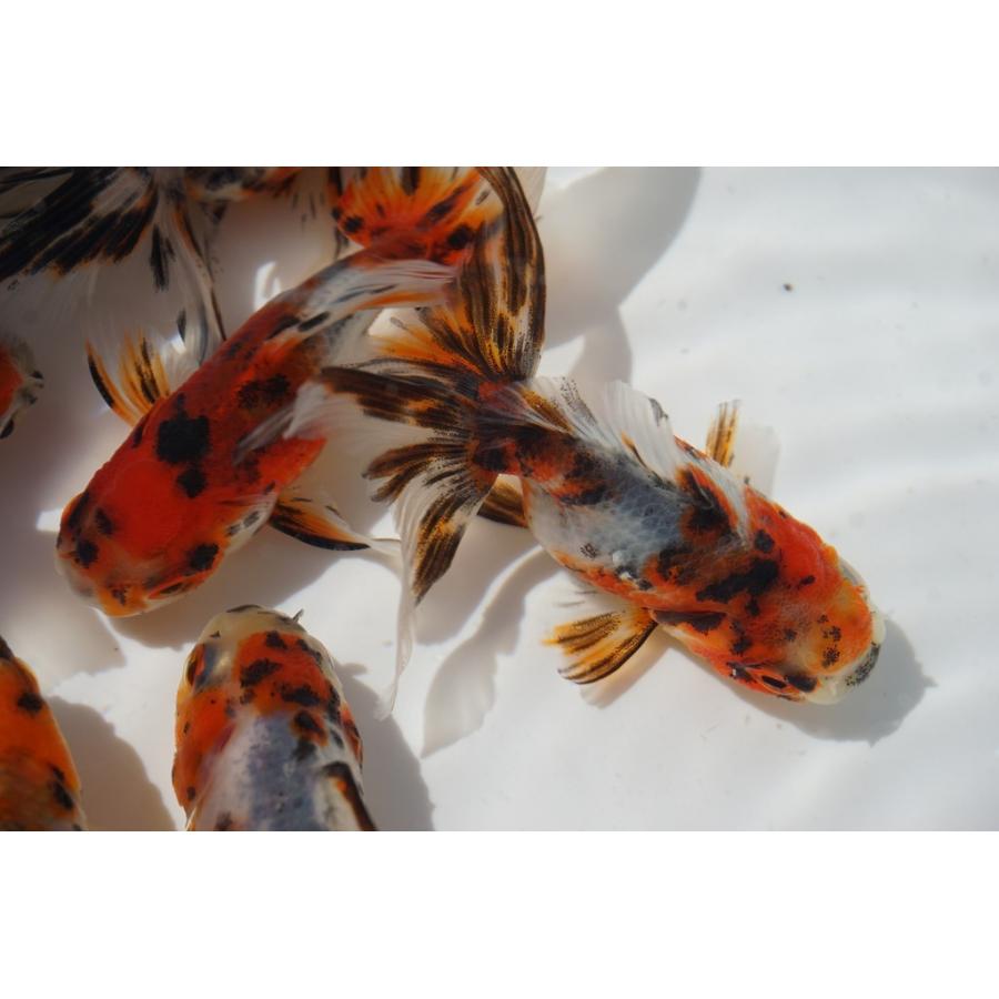 【販売します】金魚 東錦 2歳 □鈴木東錦二歳20cm前後オス【極上】