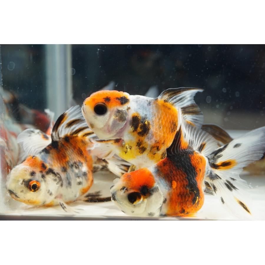 国産金魚 二才東錦 2匹セット（全長約8−9cm 飯田産 棚田氏）選り 
