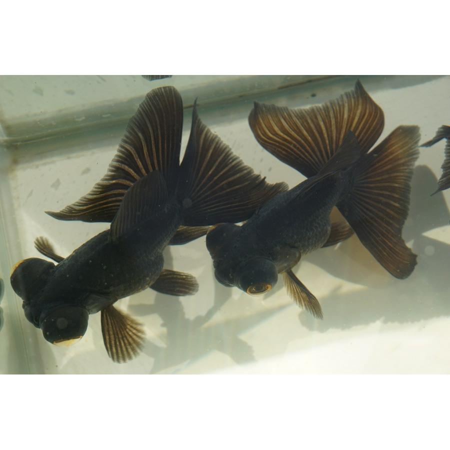 国産金魚 蝶尾 チョービ 黒色 全長約９ １０cm 弥富産 選りなし 526 やとみ金魚ファーム 通販 Yahoo ショッピング