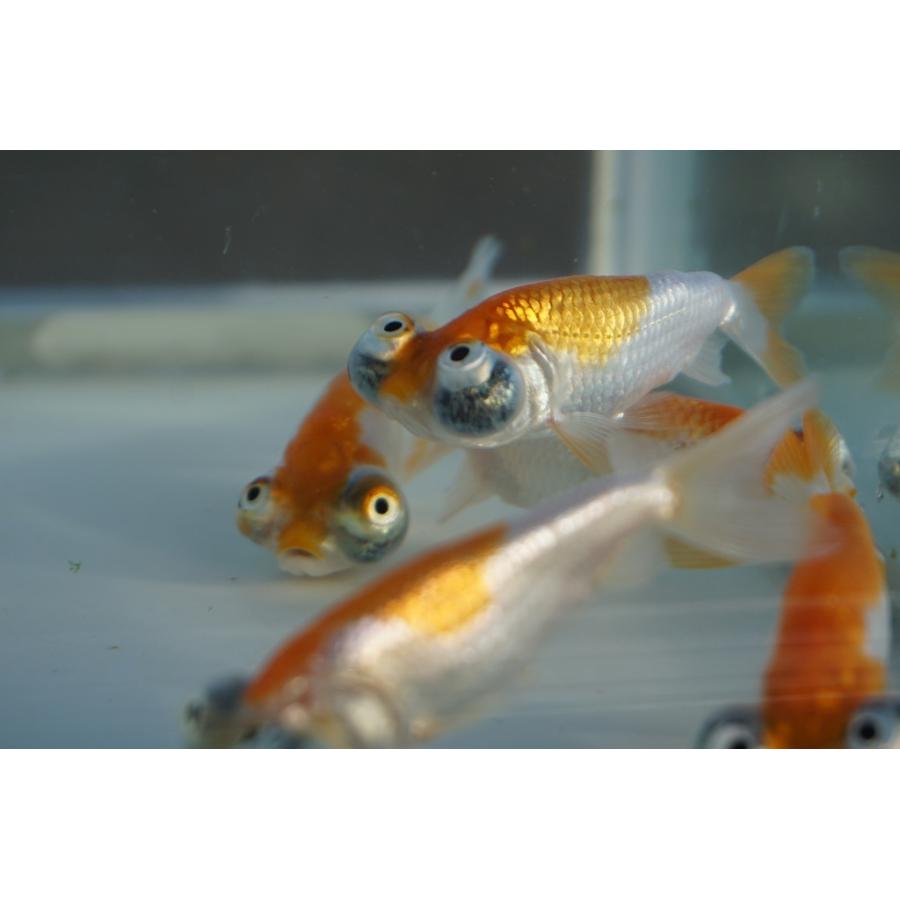 国産金魚 頂天眼 サラサ 素赤 2匹セット（全長約7-8cm 弥冨産