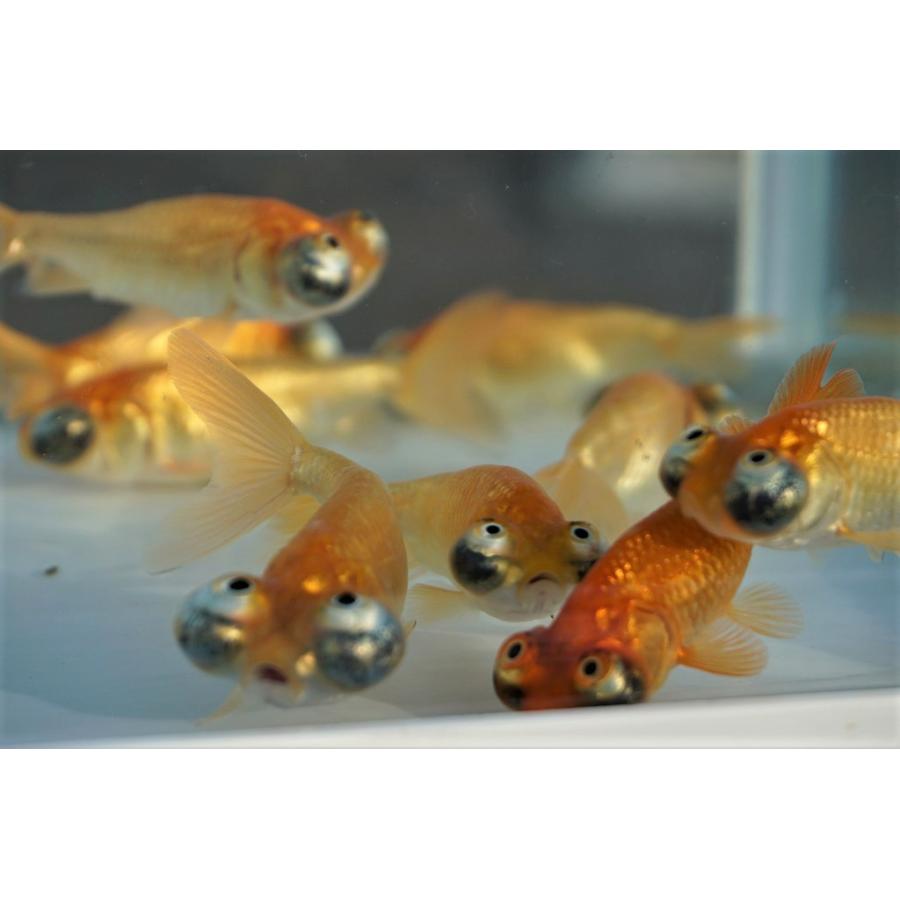 国産金魚 頂天眼 2匹セット（全長約7cm 弥冨産）選りなし : やとみ