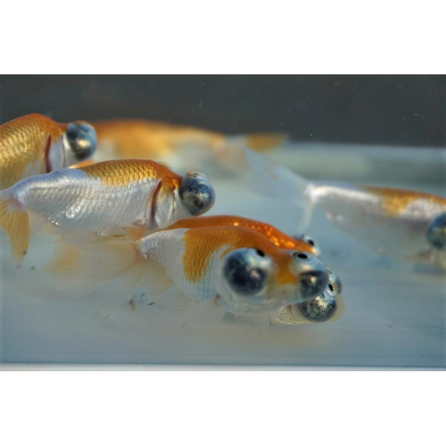 天狗面赤と金彩色　特大サイズ迫力あり 国産金魚 頂天眼 サラサ 素赤 2匹セット（全長約7-8cm 弥冨産