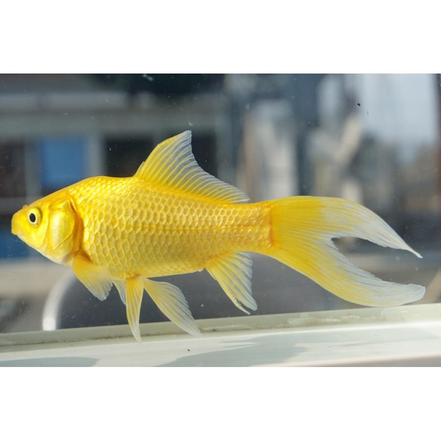 金魚和金とコメット　セット チャーム（charm） （国産金魚）おすすめ金魚セット（コメット＋朱文金