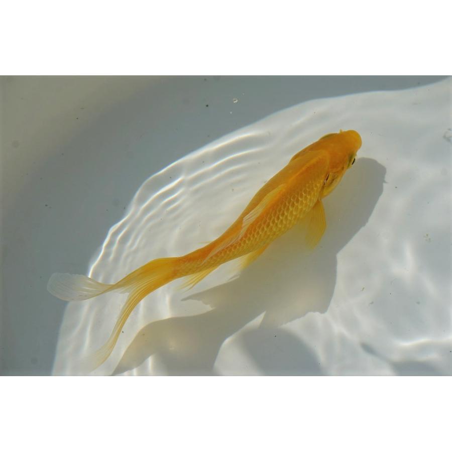 国産金魚 イエローコメット（全長約20cm 弥冨産）一点物 : やとみ金魚