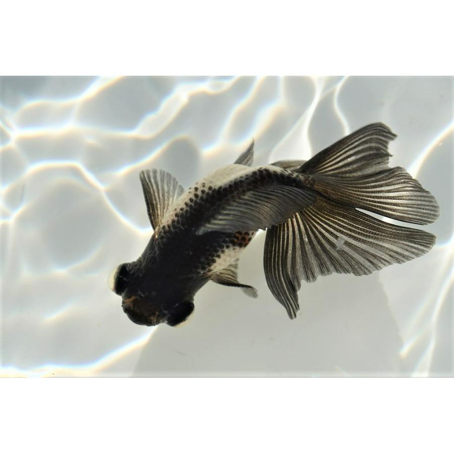 金魚 蝶尾 チョービ 白黒パンダ柄 全長約８cm 中国産 一点物 547 やとみ金魚ファーム 通販 Yahoo ショッピング