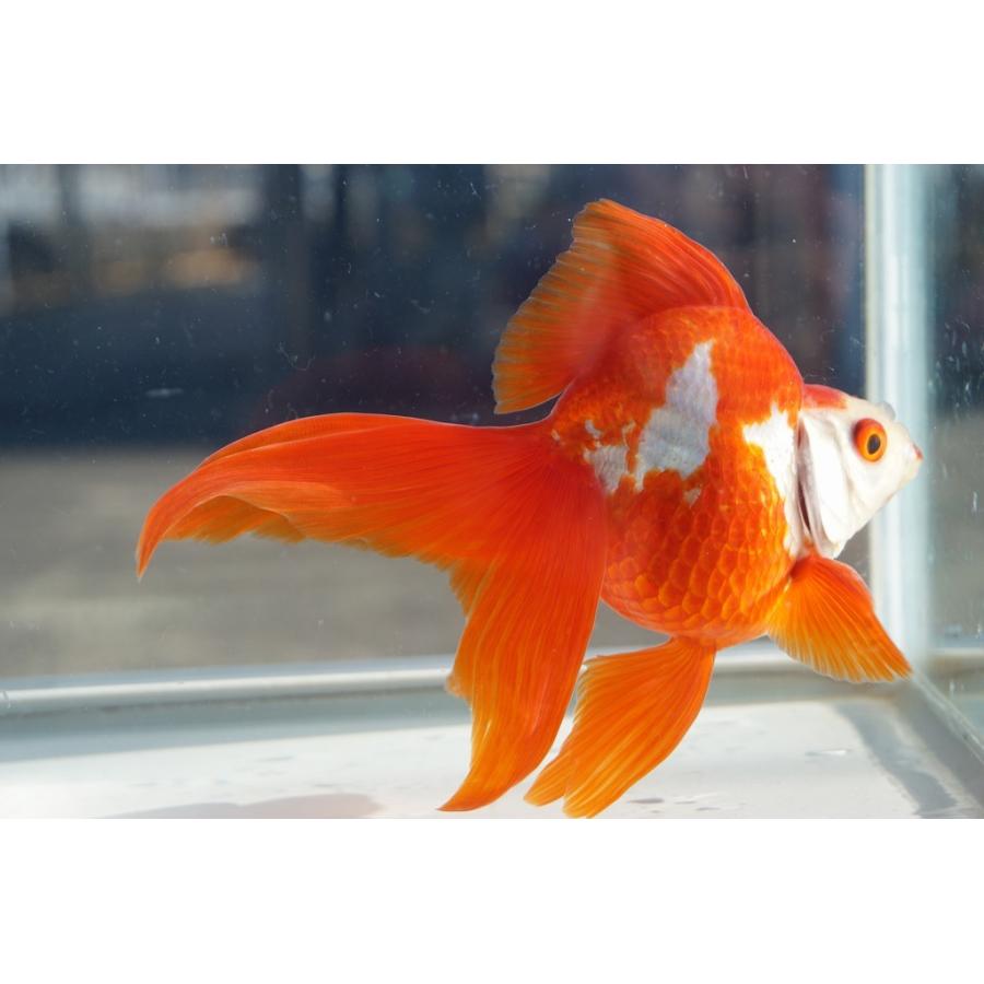 国産金魚 琉金 上 三才 サラサ 全長約13cm オス 産地 飯田市 棚田氏 作 一点物 559 やとみ金魚ファーム 通販 Yahoo ショッピング