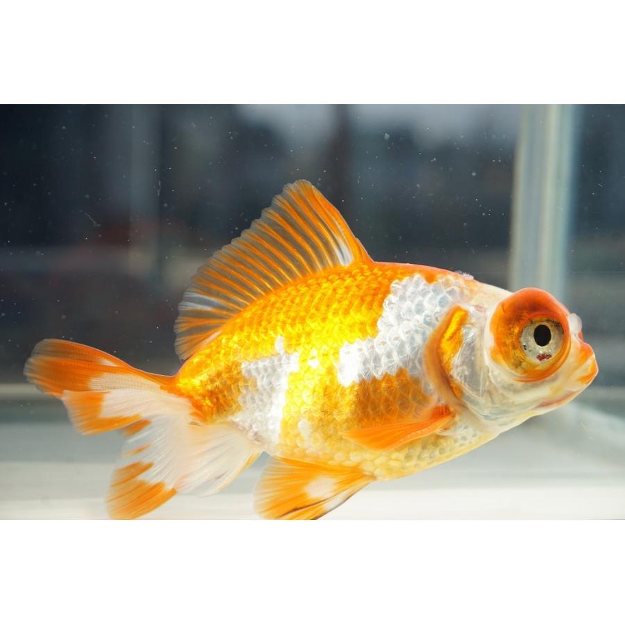 国産金魚 出目金（和金型）サラサ柄（全長約9cm 埼玉産）一点物 : や