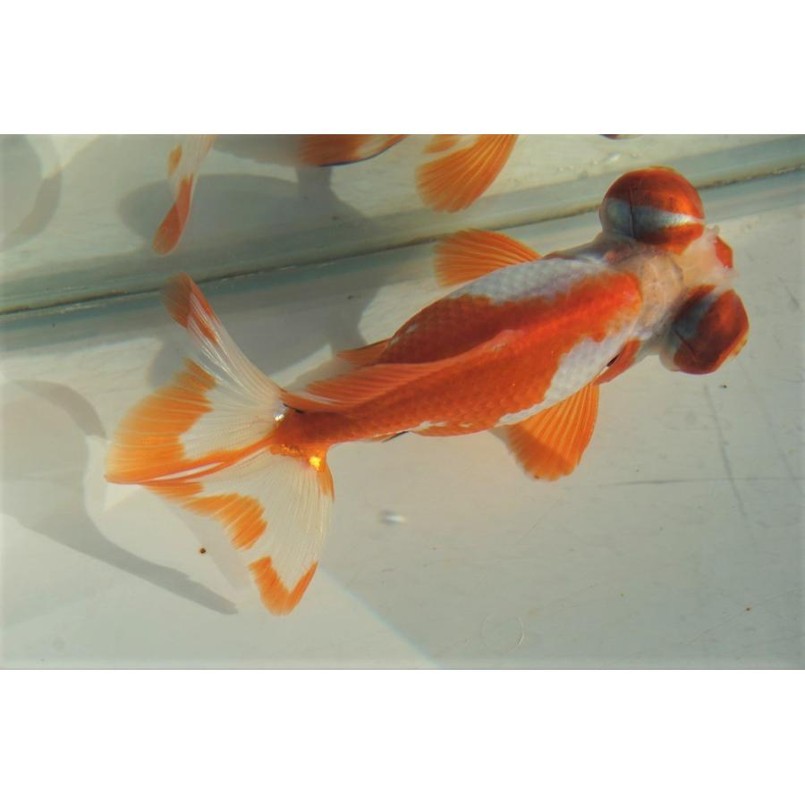 国産金魚 出目金（和金型）サラサ柄（全長約9cm 埼玉産）一点物 : や