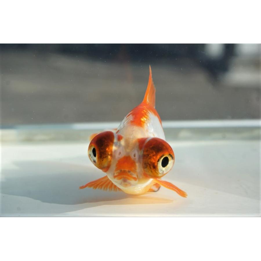 国産金魚 出目金（和金型）サラサ柄（全長約9cm 埼玉産）一点物 : や