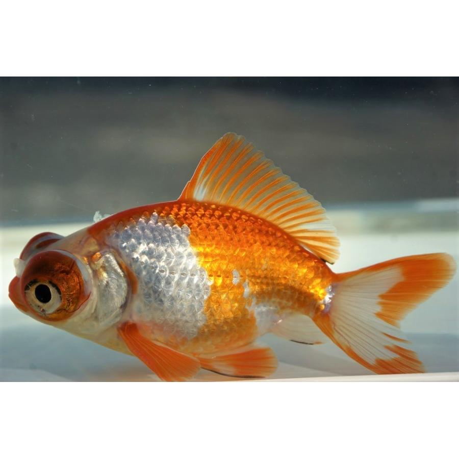 金魚 色々います。1000円〜50000円 珍しい金魚の種類ベスト10！高価な金魚から新品種まで美しい金魚をご