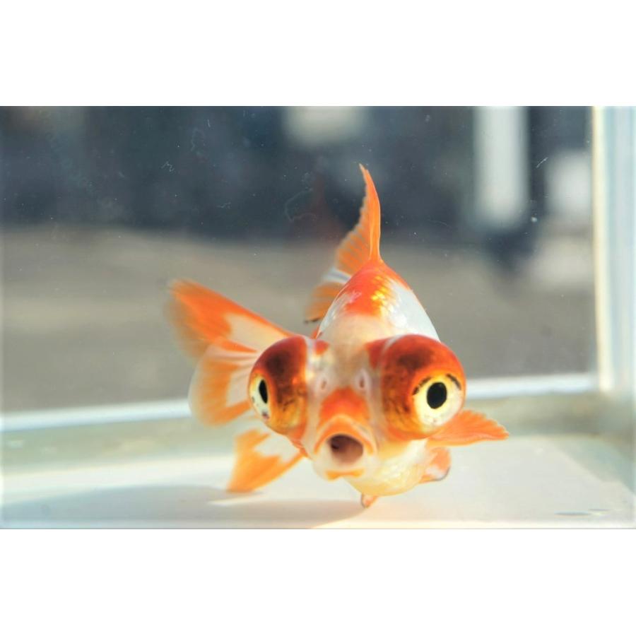 国産金魚 出目金（和金型）サラサ柄（全長約9cm 埼玉産）一点物 : や