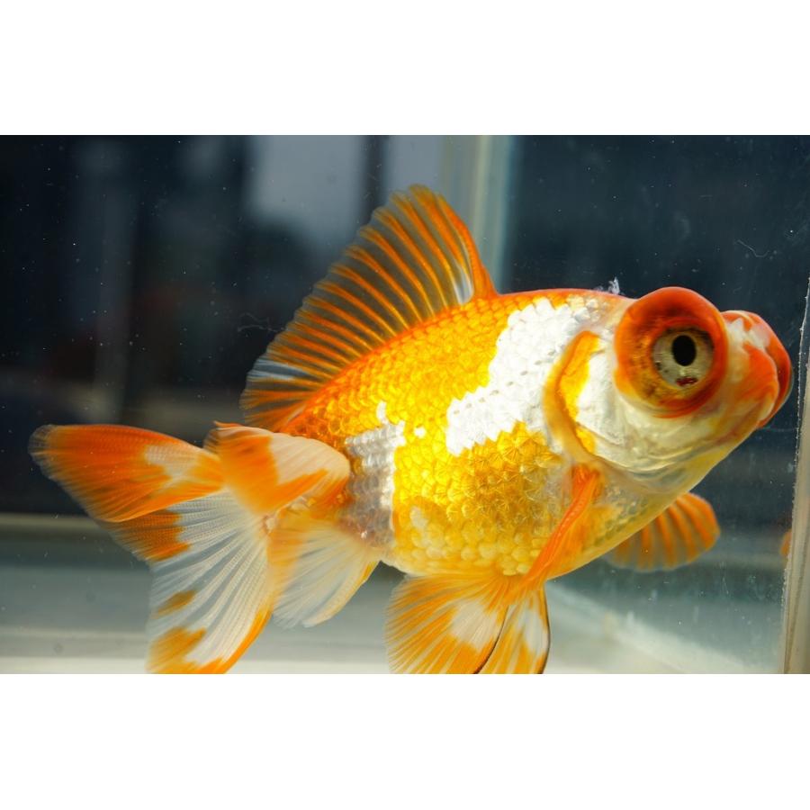 超希少　ピンクハウス　金魚柄　屋台　縁日柄　出目金　カネコイサオ 国産金魚 出目金（和金型）サラサ柄（全長約9cm 埼玉産）一点物 : や