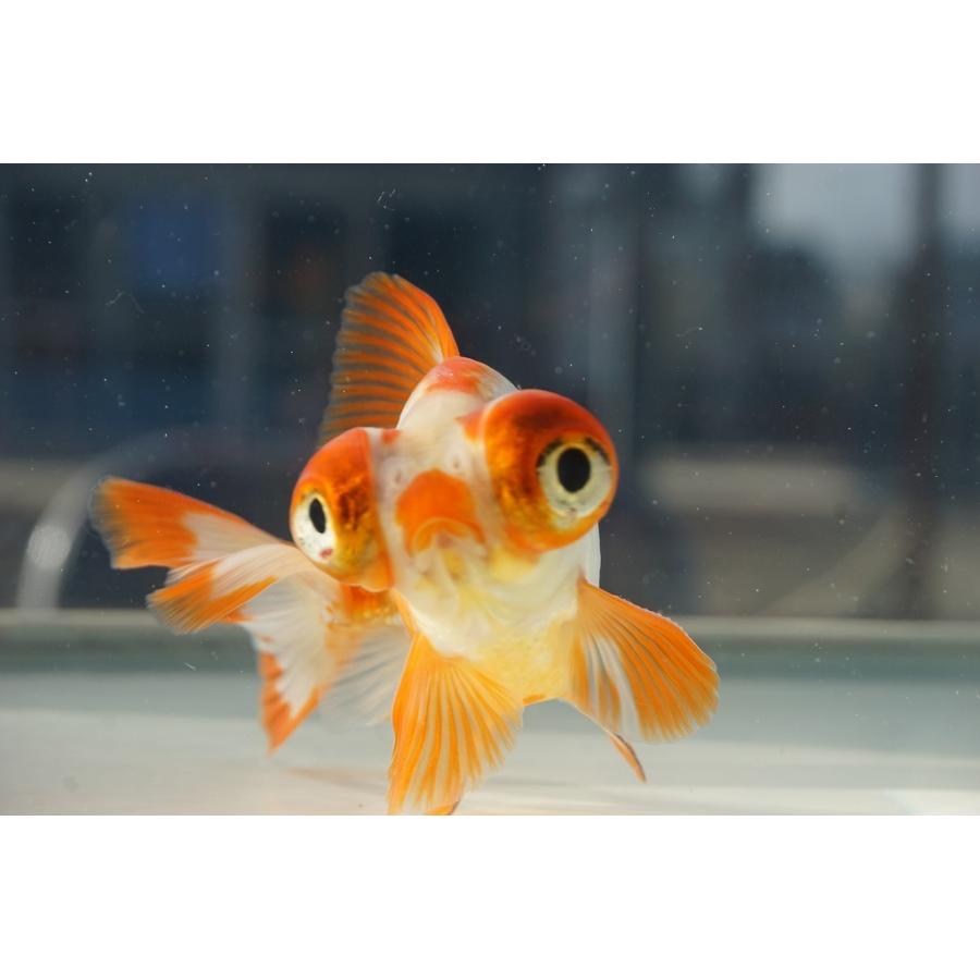 国産金魚 出目金（和金型）サラサ柄（全長約9cm 埼玉産）一点物 : や