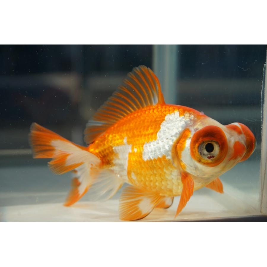 国産金魚 出目金（和金型）サラサ柄（全長約9cm 埼玉産）一点物 : や