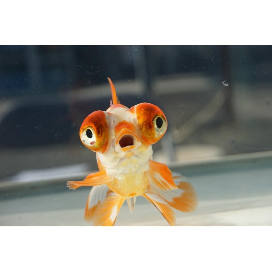 国産金魚 出目金（和金型）サラサ柄（全長約9cm 埼玉産）一点物 : や