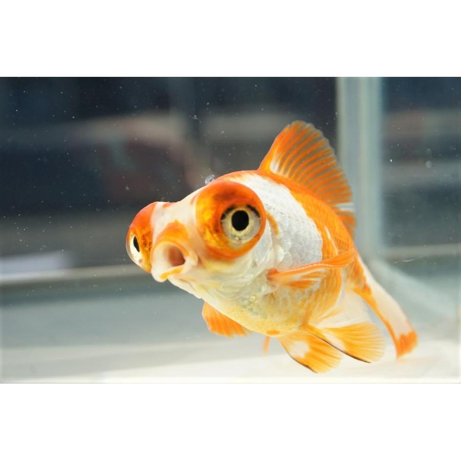 国産金魚 出目金（和金型）サラサ柄（全長約9cm 埼玉産）一点物 : や
