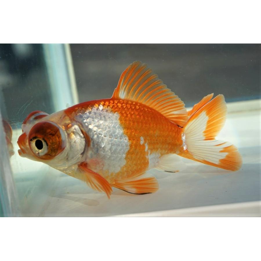 国産金魚 出目金（和金型）サラサ柄（全長約9cm 埼玉産）一点物 : や