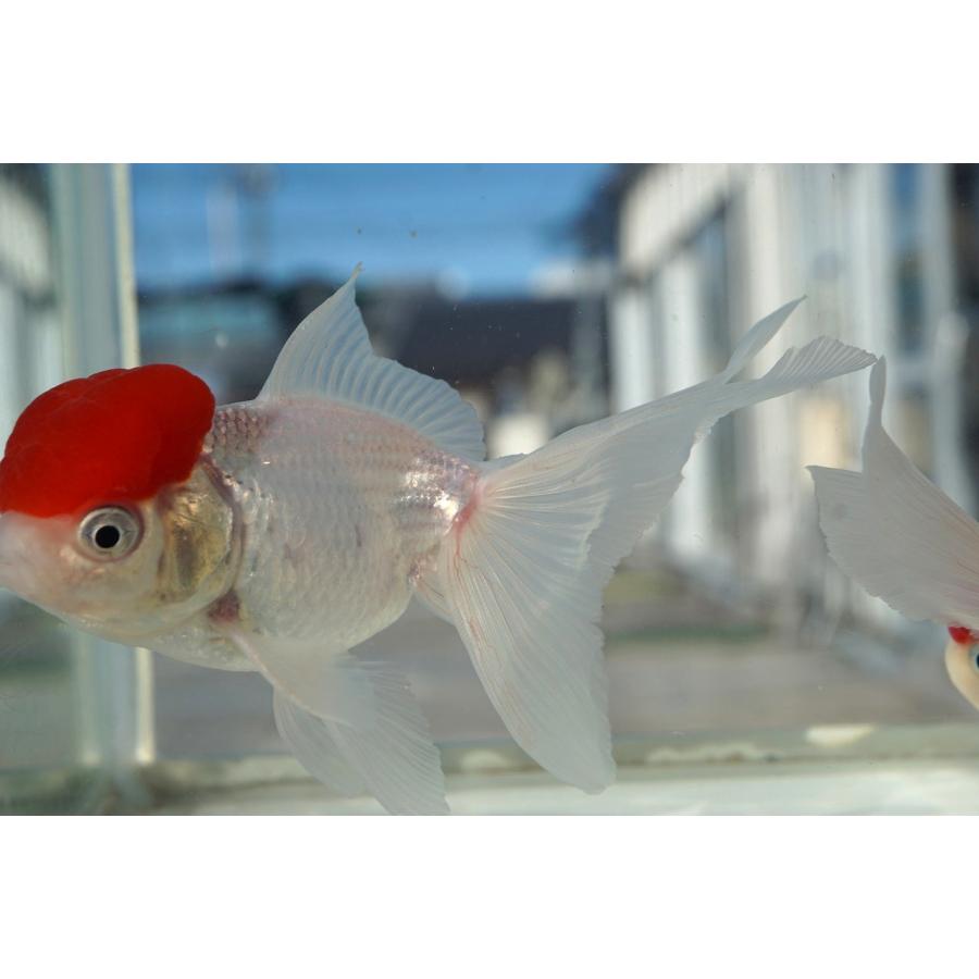 国産 金魚 三才 高頭丹頂 （全長約11‐12cm）飯田産 棚田氏 選りなし