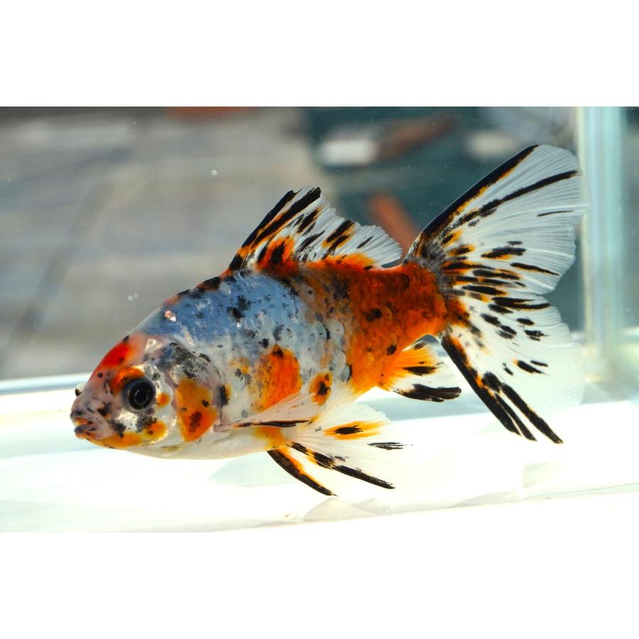 ブリストル 朱文 金