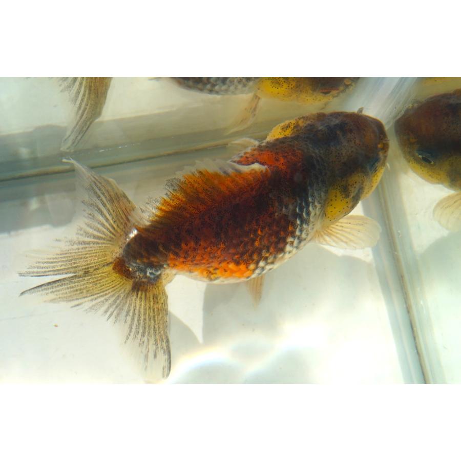 新品　ジェリーキャット　Gracie Grouper Fish ハタ　魚　金魚 Amazon.co.jp: Jellycat グレイシーハタ 魚のぬいぐるみ 10インチ | 海