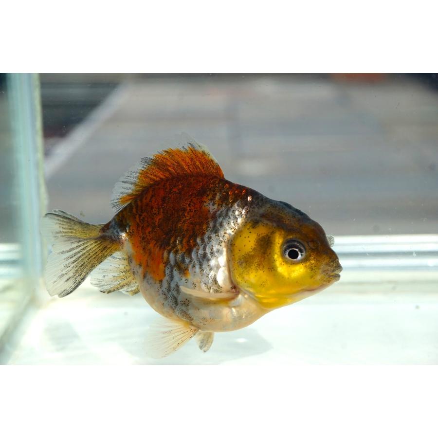金魚 オランダショートテール 五色柄 一点物（全長約9-10cm）中国産