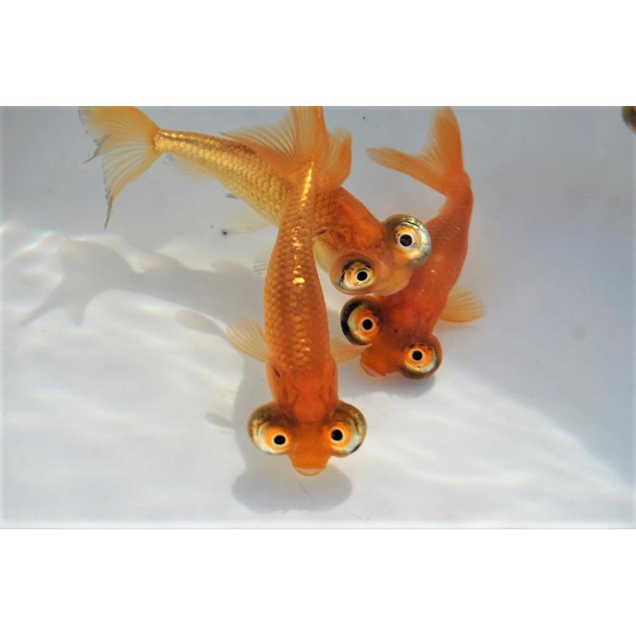 国産 金魚 頂天眼 2匹セット（全長約8-9cm 弥冨産）選りなし : やとみ