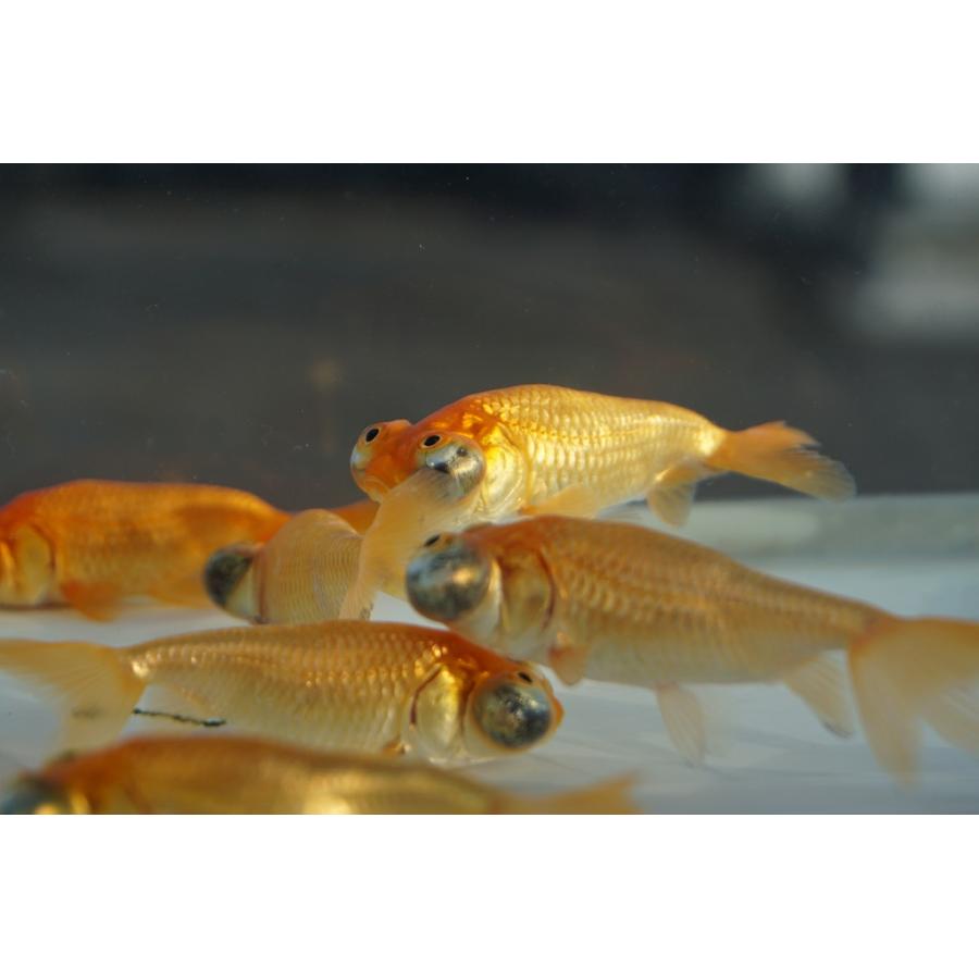 国産 金魚 頂天眼 2匹セット（全長約8-9cm 弥冨産）選りなし : やとみ