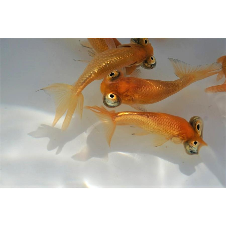金魚　頂天眼 頂天眼 - 金魚のマルウ