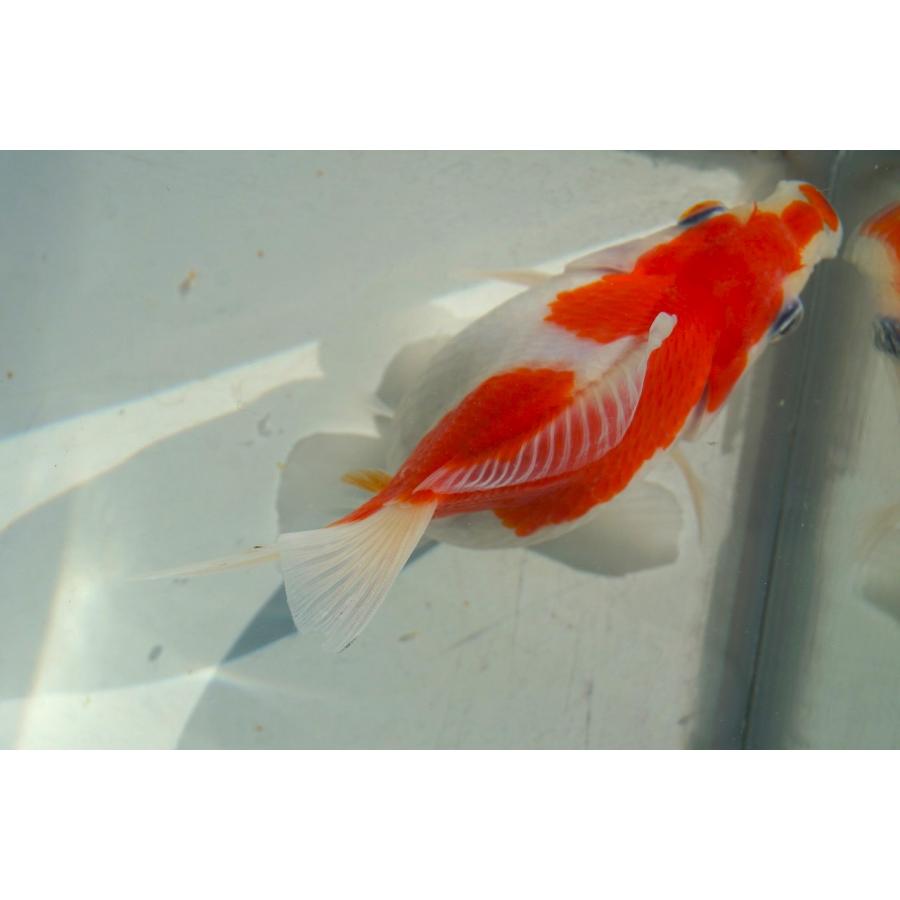 国産金魚 サラサ玉錦 一点物（全長約12cm 弥富産）メス : やとみ金魚