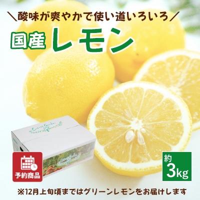 レモン 約3kg 国産 愛媛産 送料無料 産地直送 柑橘 フルーツ 果物 防腐