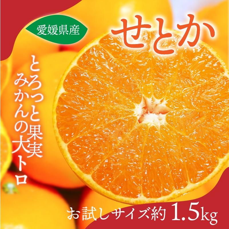 みかん せとか お試しサイズ 約1.5kg 50ケース限定 愛媛産 送料 みかん せとか お試しサイズ 約1.5kg 50ケース限定 愛媛産 送料