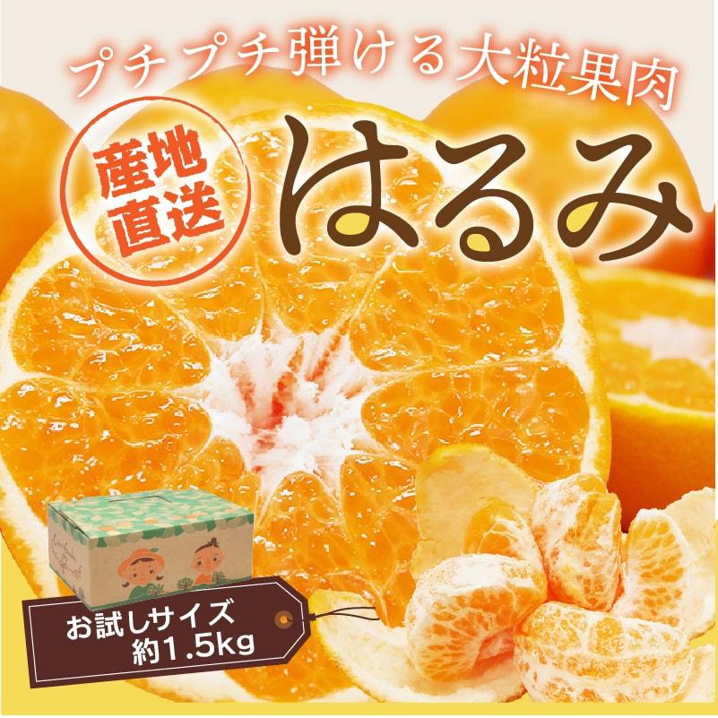 みかん はるみ お試しサイズ 約1.5kg 50ケース限定 愛媛産 送料無料