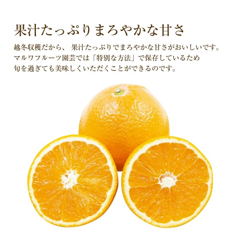 みかん 蔵出し 熟成 清見 きよみ お試しサイズ 約3kg 愛媛産 送料無料 産地直送 柑橘 フルーツ 果物 贈答品 ギフト｜maruwa-fruit｜02